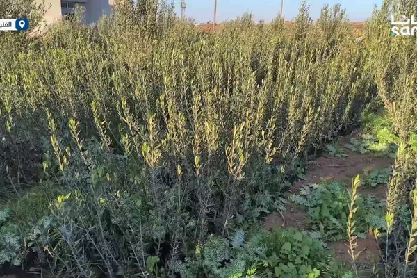 مشتل الرحمة
