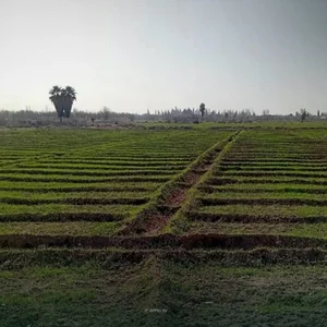 مزرعة أبو مازن