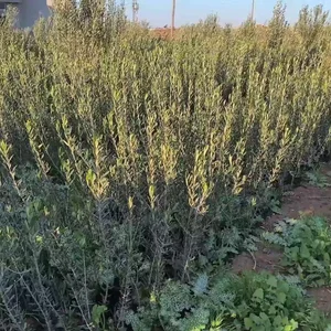 مشتل الرحمة